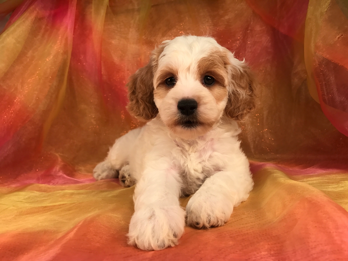 Attention Illinois, Minnesota, Iowa, and Wisconsin! Iowa's Top Cockapoo Breeders Have Puppies for Sale Right Now!